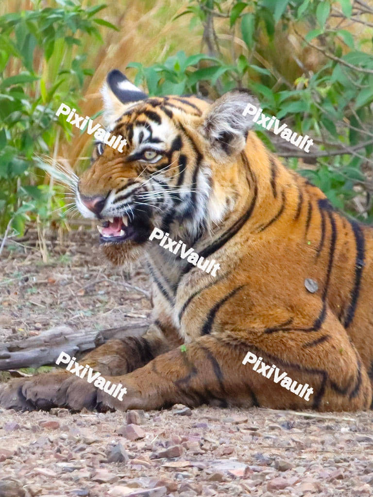 Tiger growing